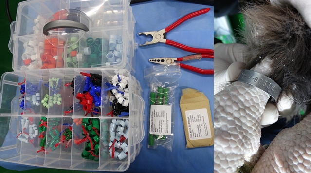 140715 김희종 황조롱이1