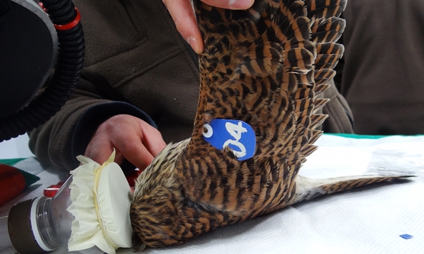 140715 김희종 황조롱이3
