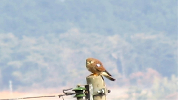 140715 김희종 황조롱이4