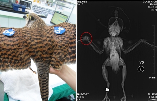 140715 김희종 황조롱이5