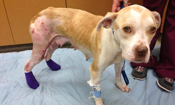 140718 미국 악마에쿠스