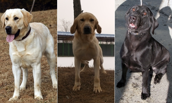 140814 관세청 탐지견2