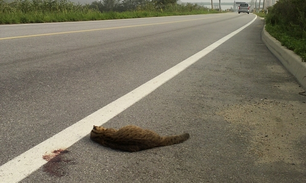 140818 김희종 삵2