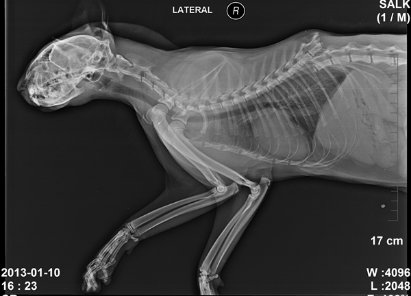 140818 김희종 삵3