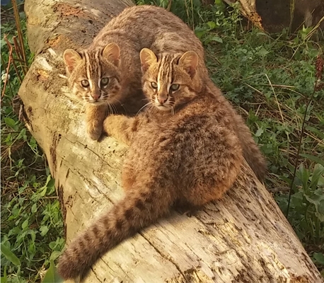 140818 김희종 삵4