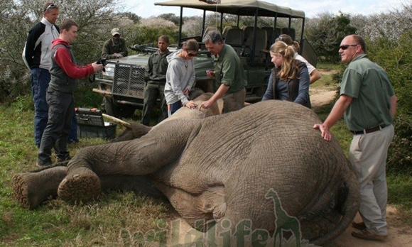 140818 데일리벳용마약류