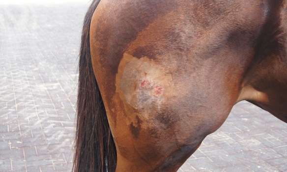 140829 부경데일리벳 사이트 피부골종2