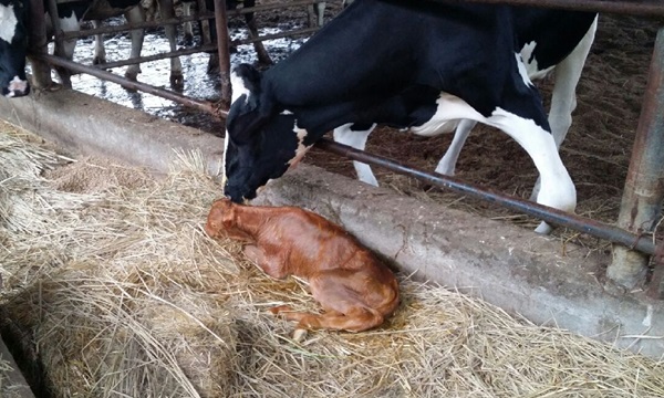 140910 경기도 복제소