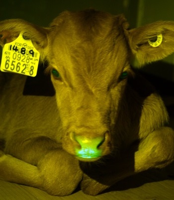 140919 형질전환형광소2