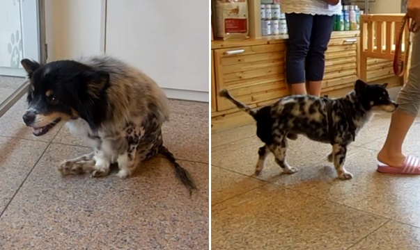 141010 금손이 달마1