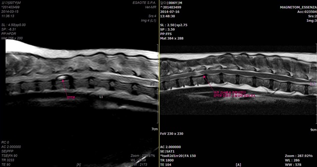 141010 금손이 달마2