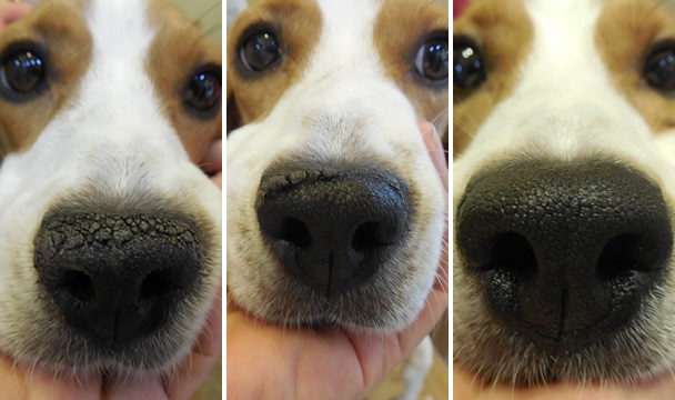 141010 금손이 콩이1