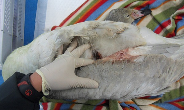 141015 김희종 큰고니