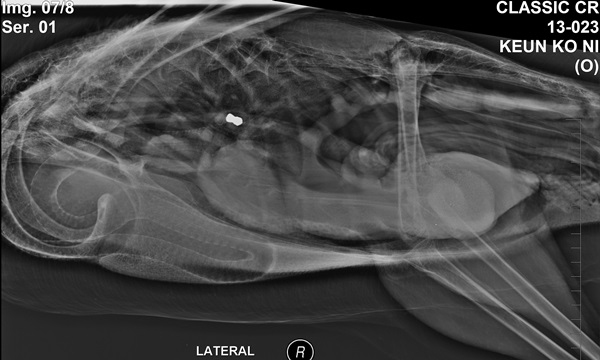 141015 김희종 큰고니2