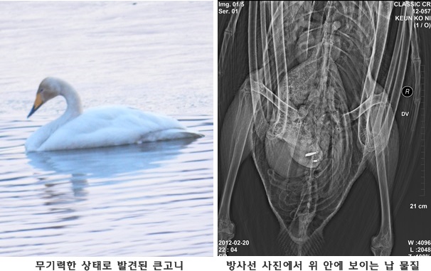 141015 김희종 큰고니4