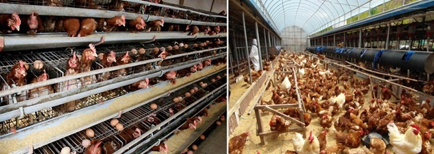 141031 벳플레이스축산