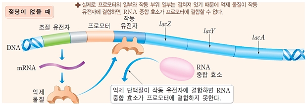 데일리벳 사이트3