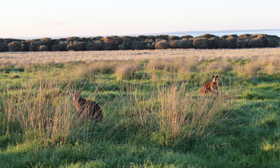 필립아일랜드내추럴파크1
