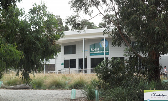 필립아일랜드내추럴파크2_코알라보호센터