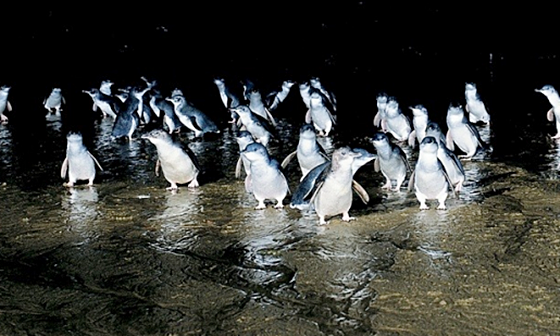 필립아일랜드내추럴파크4