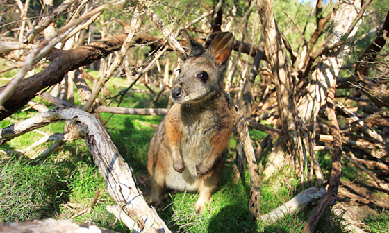 필립아일랜드내추럴파크5