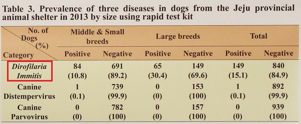 141031유기견-우리 데일리벳