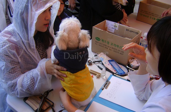 141102 울산반려견한마당5