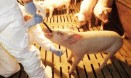 경기도, 권역 밖 모돈 출하 전 ASF 정밀검사 전면 의무화