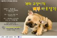 `개와 고양이의 피부` 서울대 반려동물 문화교실，12일 열린다