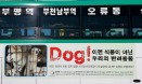 한국 버스 광고판에 실린 `개식용` 반대 광고