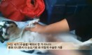 동물농장 강아지공장，자가진료 조항 때문에 수의사법 처벌 불가능