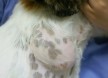 [자가진료＝동물학대] 강아지 자가접종 후 생긴 염증성 삼출물