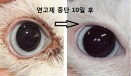 [자가진료＝동물학대] 주인이 임의로 연고 점안해 고양이 안검염 악화