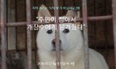 ˝주인이 잡아서 개장수에게 넘겨줬대˝ 개식용 반대 스토리펀딩 지속 화제