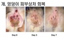 새로운 개 고양이 창상 치료법，9월 5일 아이해듀에서 확인하세요
