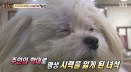 TV동물농장 `학대로 실명한 개` 조금 더 일찍 구할 수는 없었다