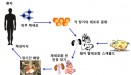 강원대 우흥명 교수팀，돼지 간 이용해 이종이식용 인공 간 제작 성공