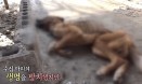 `SBS TV 동물농장` 아사당한 개들，방치된 개농장의 충격적인 실태