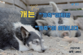 [카드뉴스] 개는 가축이지만 가축이 아닙니다
