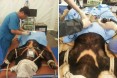 사육곰 탈출사고에 동물단체 `불법 증식 농가 처벌하고 곰 중성화해야`
