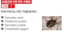 [6월 1일 퀴즈] 피부 샘플에서 확인된 기생충의 정체는