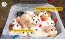 쓰레기통에서 강아지 울음소리가 난다면？온애드 유기견 캠페인 화제