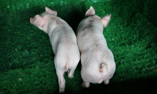 일반돼지(왼쪽)에 비해 근육이 많은 유전자교정돼지(오른쪽) (사진 : 툴젠)
