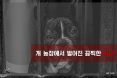 [카드뉴스] 개농장에서 이어지는 비극…정부는 개식용 근절 의지가 없나？