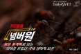 [카드뉴스] 붉은불개미로 보는 `외래종 유입과 국내 생태계 보존`