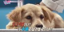 학대당한 유기견에게 새 생명을‥스카이펫파크 `생명전선 15일의 기적` 첫 방송