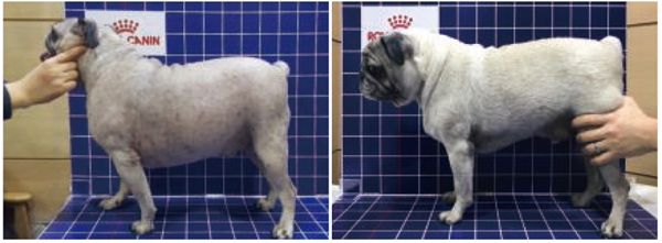 로얄캐닌 세타이어티 프로그램에 참여한 퍼그 '딸기'는 체중 11.8%를 감량했다.