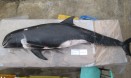 제주도서 죽은 채 발견된 돌고래..어획용 그물 걸려 폐사 추정