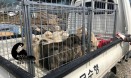`동물을 위한 행동` 불법 개농장서 강아지 구조‥해외 입양처 찾는다