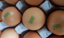 또 피프로닐！농가 생산 계란에서 `피프로닐 설폰` 기준치 초과 검출